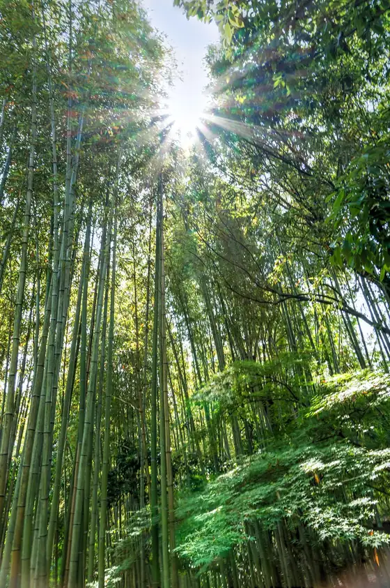 茨城県北の竹林と木漏れ日